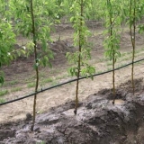 Listovi kruške pocrne i uvijaju se u cijev - kako liječiti i kako o...